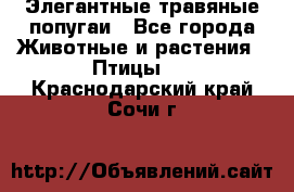 Элегантные травяные попугаи - Все города Животные и растения » Птицы   . Краснодарский край,Сочи г.